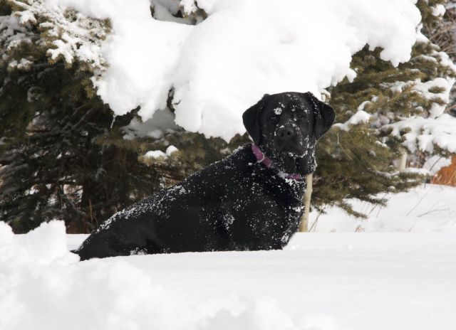 The doggies love the snow, too!