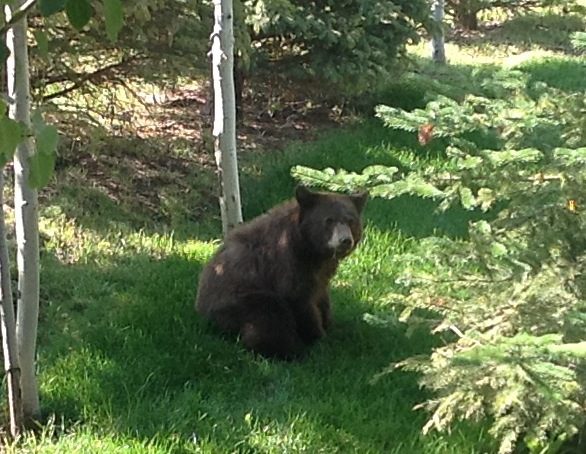 backyard bear